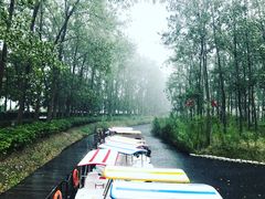 -合肥滨湖国家森林公园