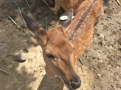 -鹿境梅花鹿生态园区