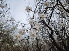 -东升八家郊野公园