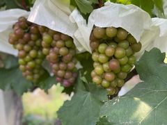 -马陆小张葡萄园农家乐