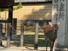 -奈良公园