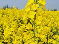 -中国天府农业博览园