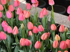 -甭糖BENGTANG无砂糖生巧(新天地时尚I店 )