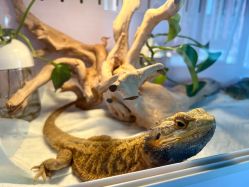 -周忆刺青原创设计定制