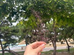 -南通洲际绿博园