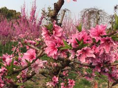 -南汇桃花村