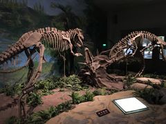 -自贡恐龙博物馆