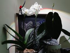 -本無咖啡·BeanWood Coffee