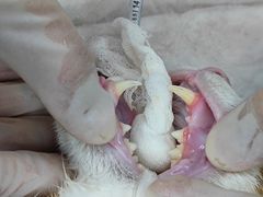 -瑞鹏宠物医院·骨科·猫科·内科(第一中心)
