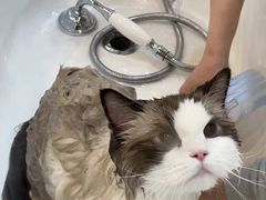 -momokira米努特·德文卷毛猫·棉花面纱犬
