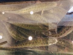 -活鱼馆(宜兴埠店)