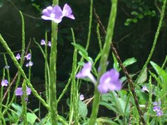-广州神农草堂中医药博物馆