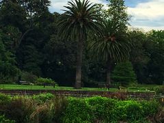 -墨尔本皇家植物园