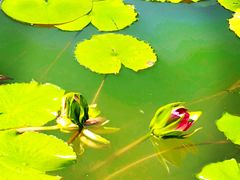 -国家植物园南园