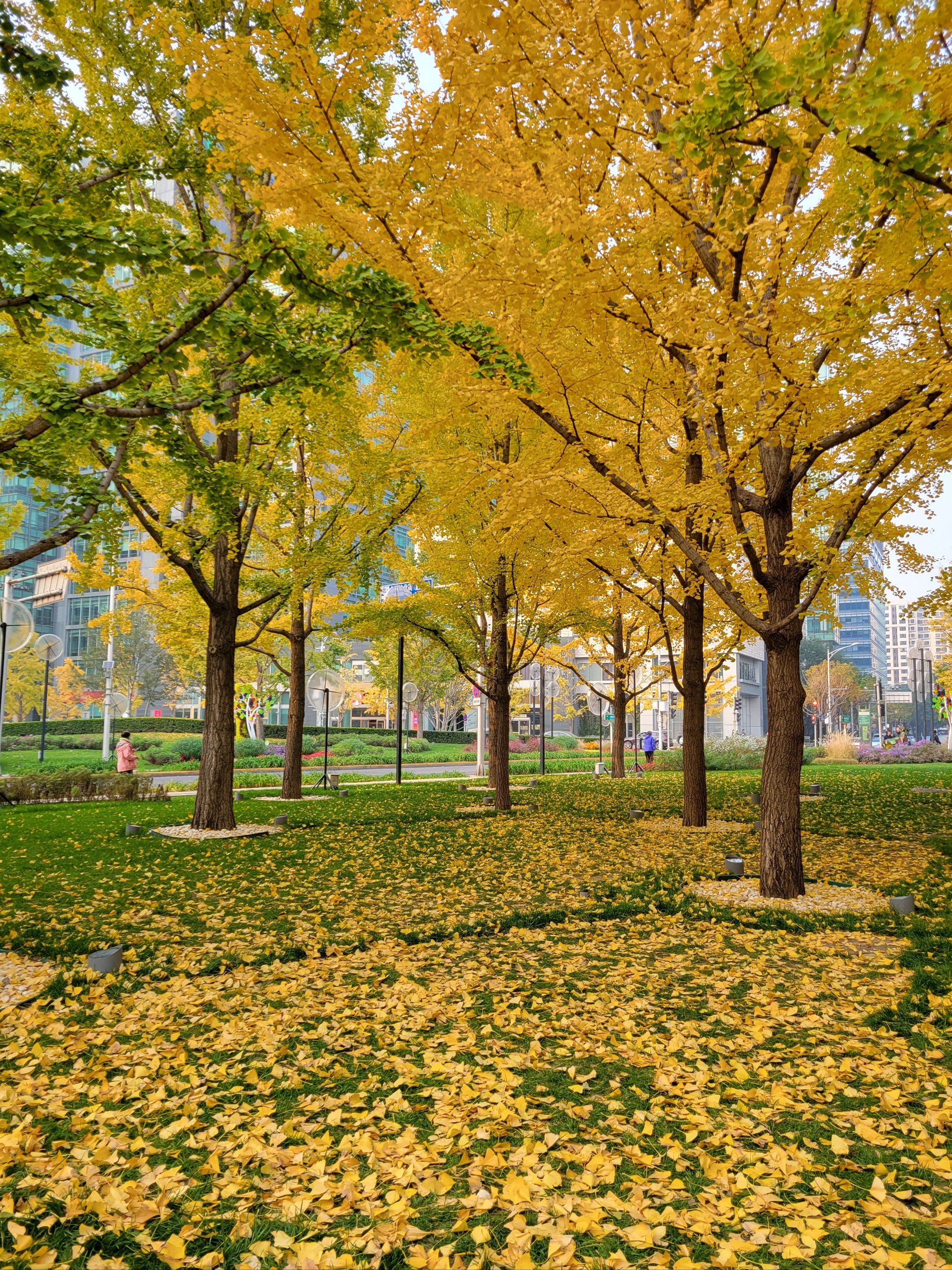 金融街|秋日的街头美景