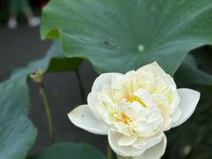 -陈家山荷花公园