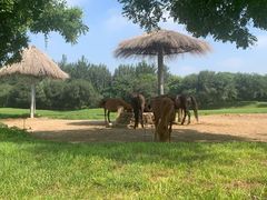 -北京野生动物园