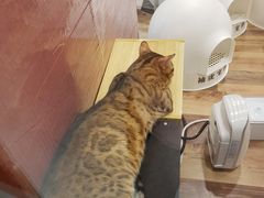 -袖虎·猫馆(体育西路店)