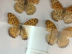 -上海大自然野生昆虫馆(东方明珠·爬宠昆虫探索中心)