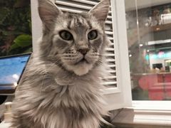 -猫小院猫主题餐厅(三里屯店)