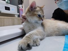 -猫大福·Fortune Cat猫舍(百子湾店)