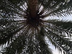 -亚龙湾中心广场