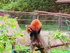 -沈阳森林动物园