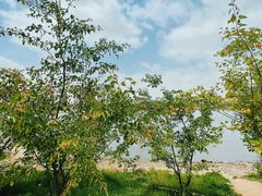 -长白岛森林公园