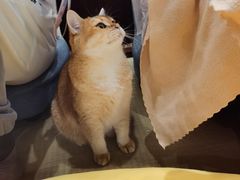 -逗柴咖啡屋·狗咖猫咖宠物桌游