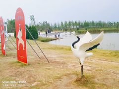 -盐城丹顶鹤湿地生态旅游区