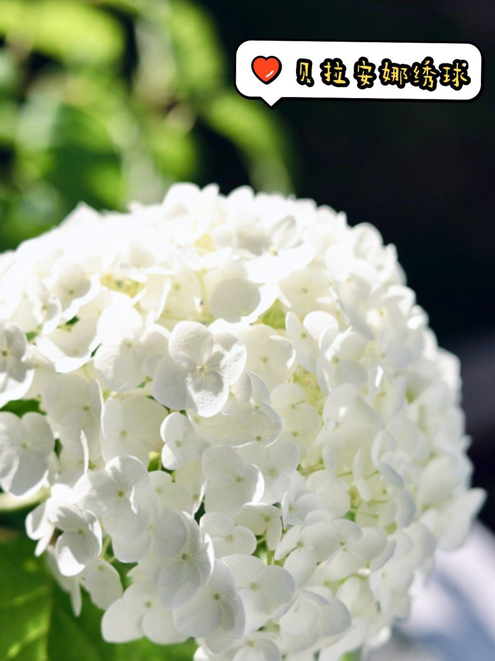 🌸每天认识一种花