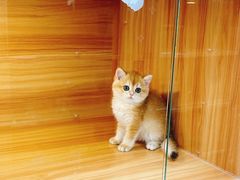 -猫十亿·布偶金渐层·曼基康矮脚猫舍(青年路店)