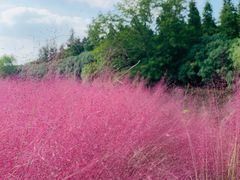 -昆山城市生态森林公园