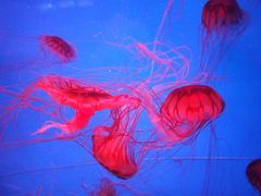 -泉城欧乐堡海洋极地世界