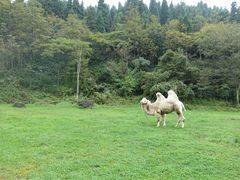 -武陵山森林公园
