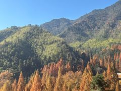 -天目山大树王景区