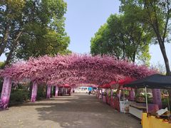 -南汇桃花村
