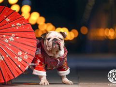 -超宠爱宠物摄影-Super pet