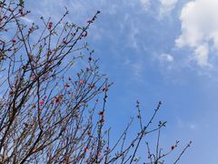 -南国桃园旅游度假区