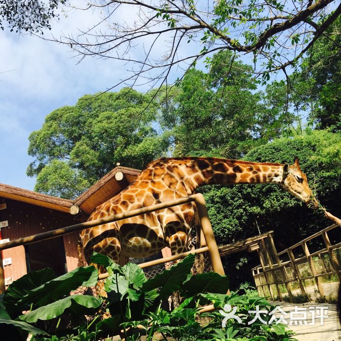 深圳野生動物園圖片 - 第34張