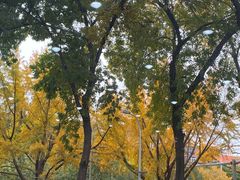 -壹条龙饭庄台基厂店