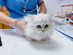 -博特宠物医院24h犬猫全科.骨科·异宠