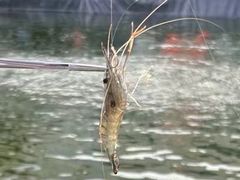 -DGE季风钓虾营地·团建·聚会