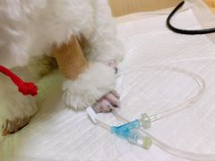 -美联众合动物医院·24h转诊中心