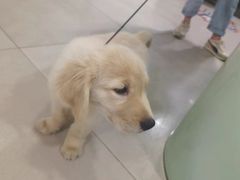 -佳雯宠物医院·皮肤科·内外科(春晓路分院)