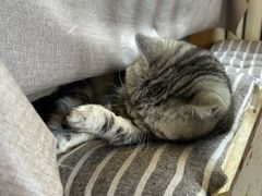 -海边的猫和咖啡馆