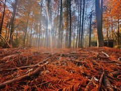 -上海海湾国家森林公园