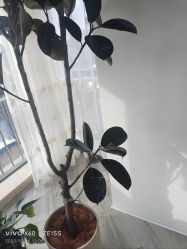 -HEYAN荷妍专业脱毛连锁机构