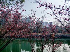 -望江楼公园