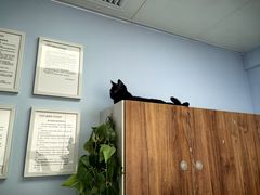 -纳吉亚猫专科动物诊疗中心(蒋宅口分院)